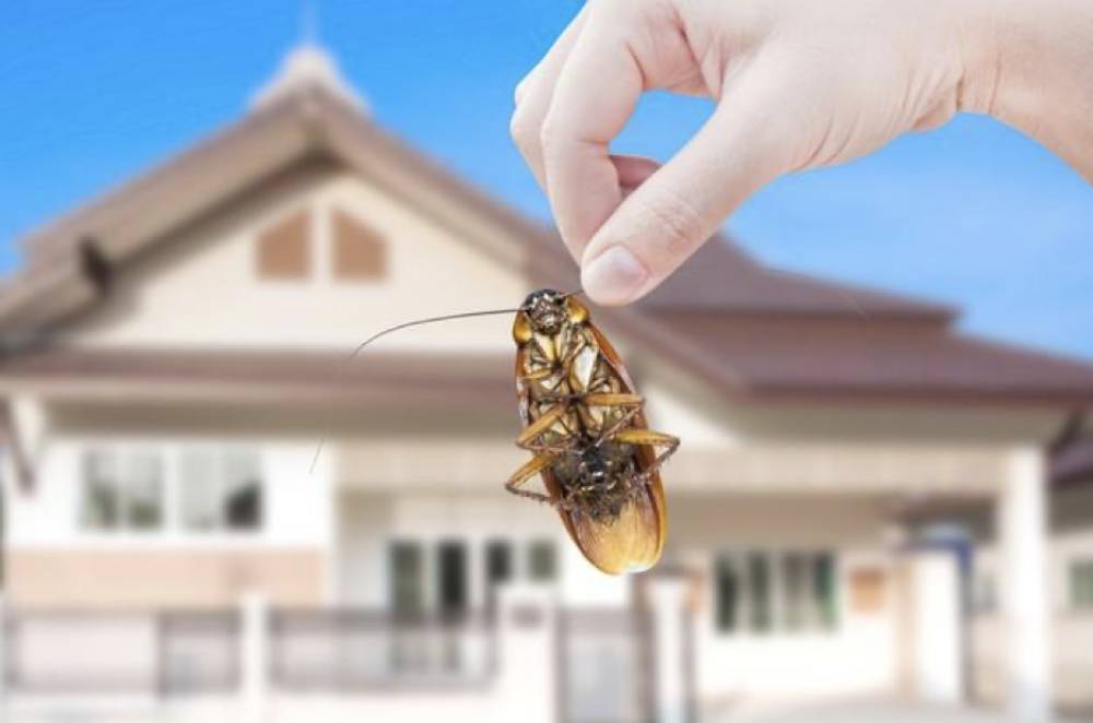 How Cockroaches Affect Your Health and Surroundings