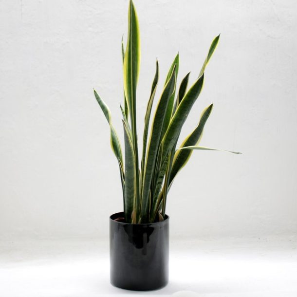 How to Grow and Care for the Snake Plant