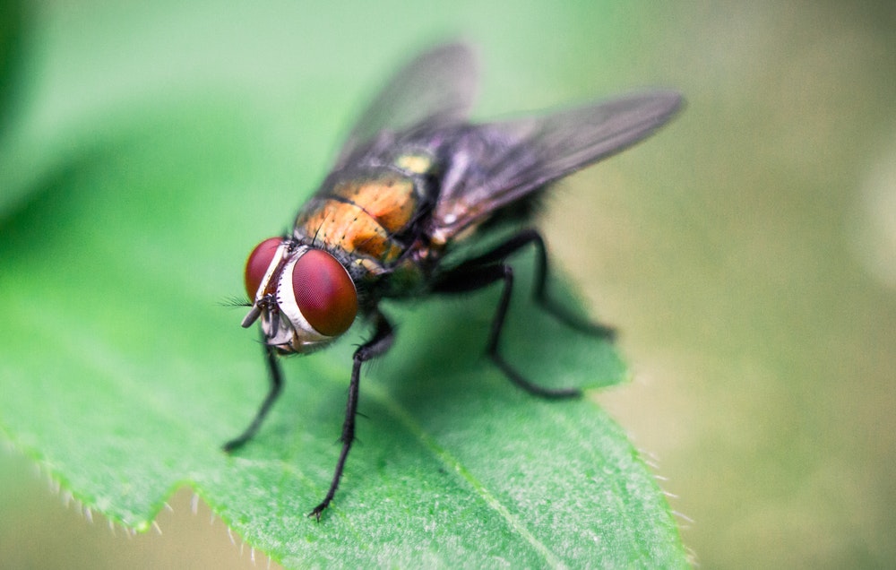 How to Get Rid of Flies: Remedies and Advice