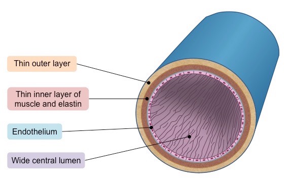 Human veins cross section