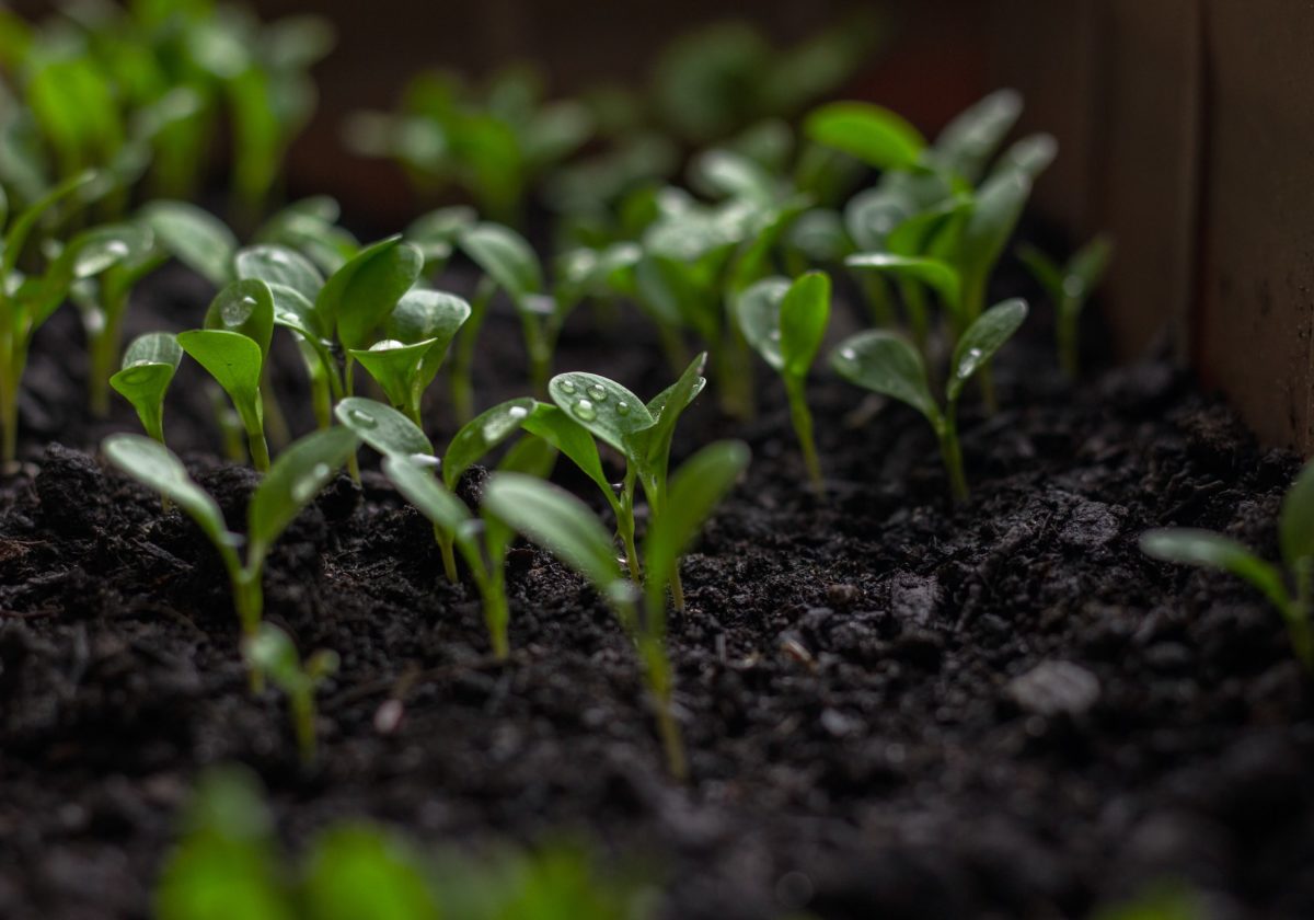 grow-alfalfa-sprouts-indoors.jpg