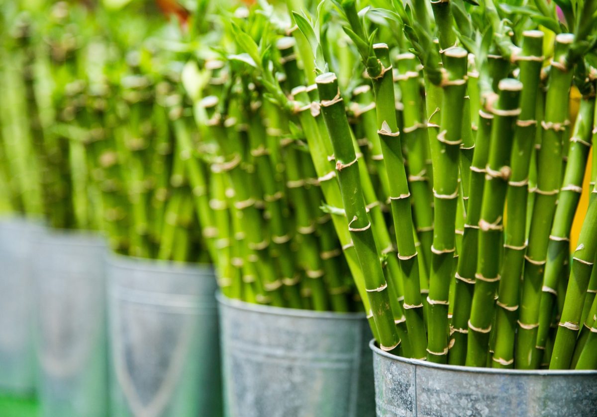 grow-bamboo-indoors.jpg