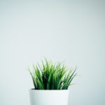 How To Grow Cat Grass Indoors – adpapa