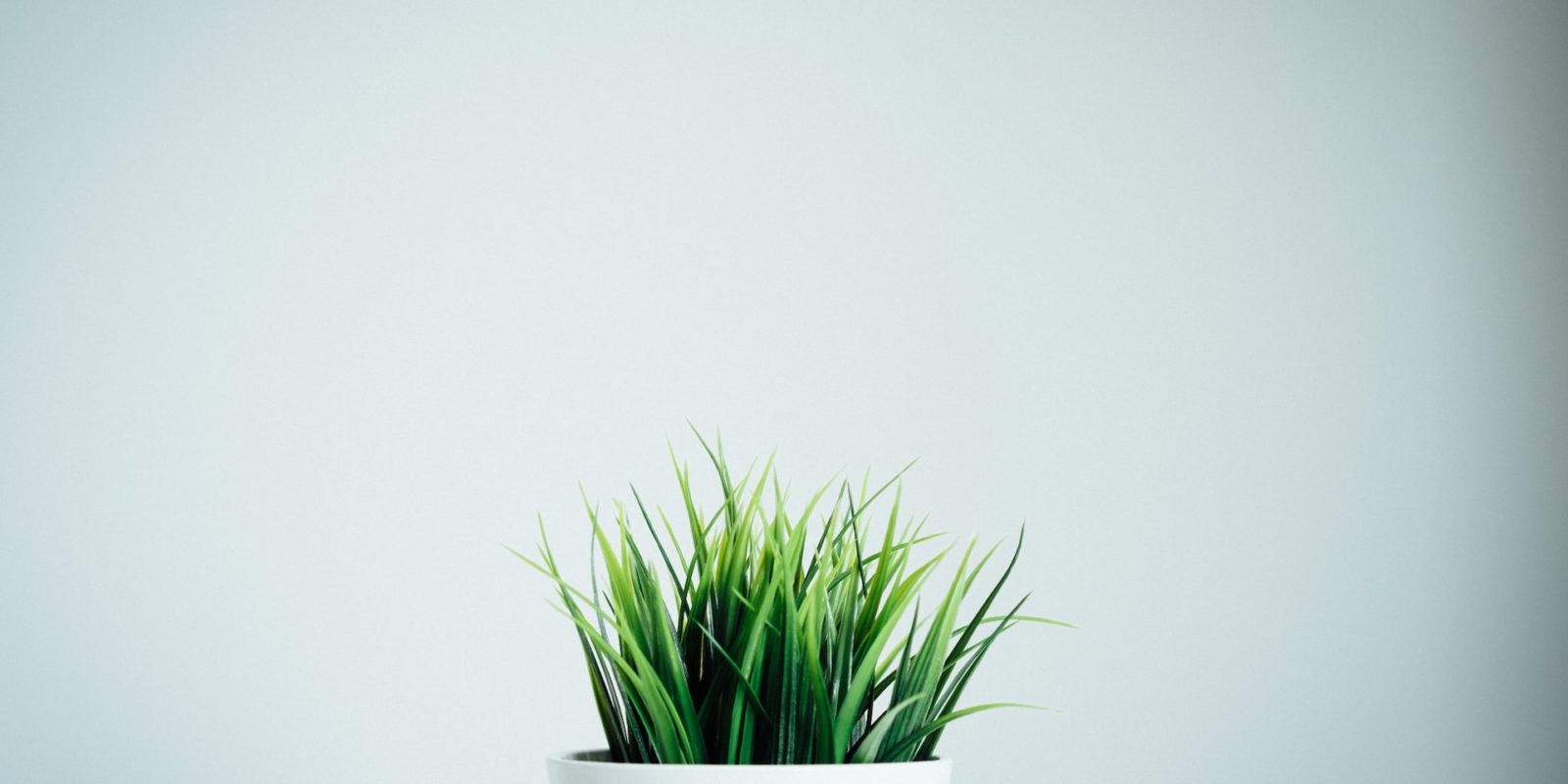 grow-cat-grass.jpg