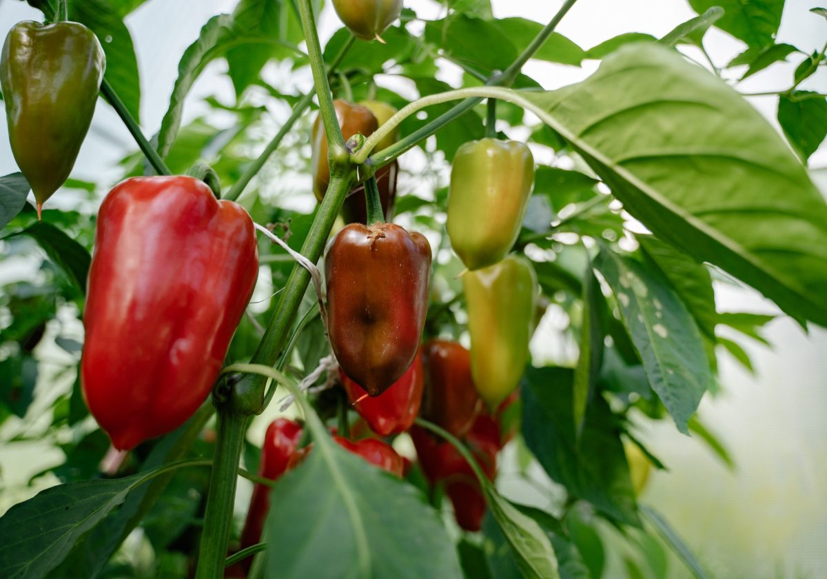 grow-habanero-peppers-indoors.jpg