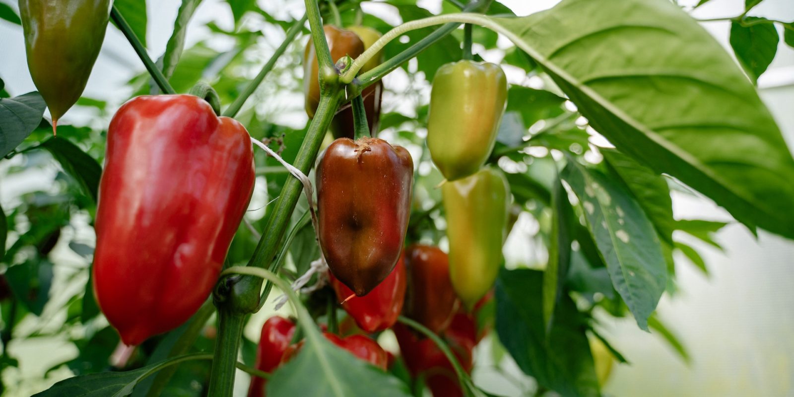 grow-habanero-peppers-indoors.jpg
