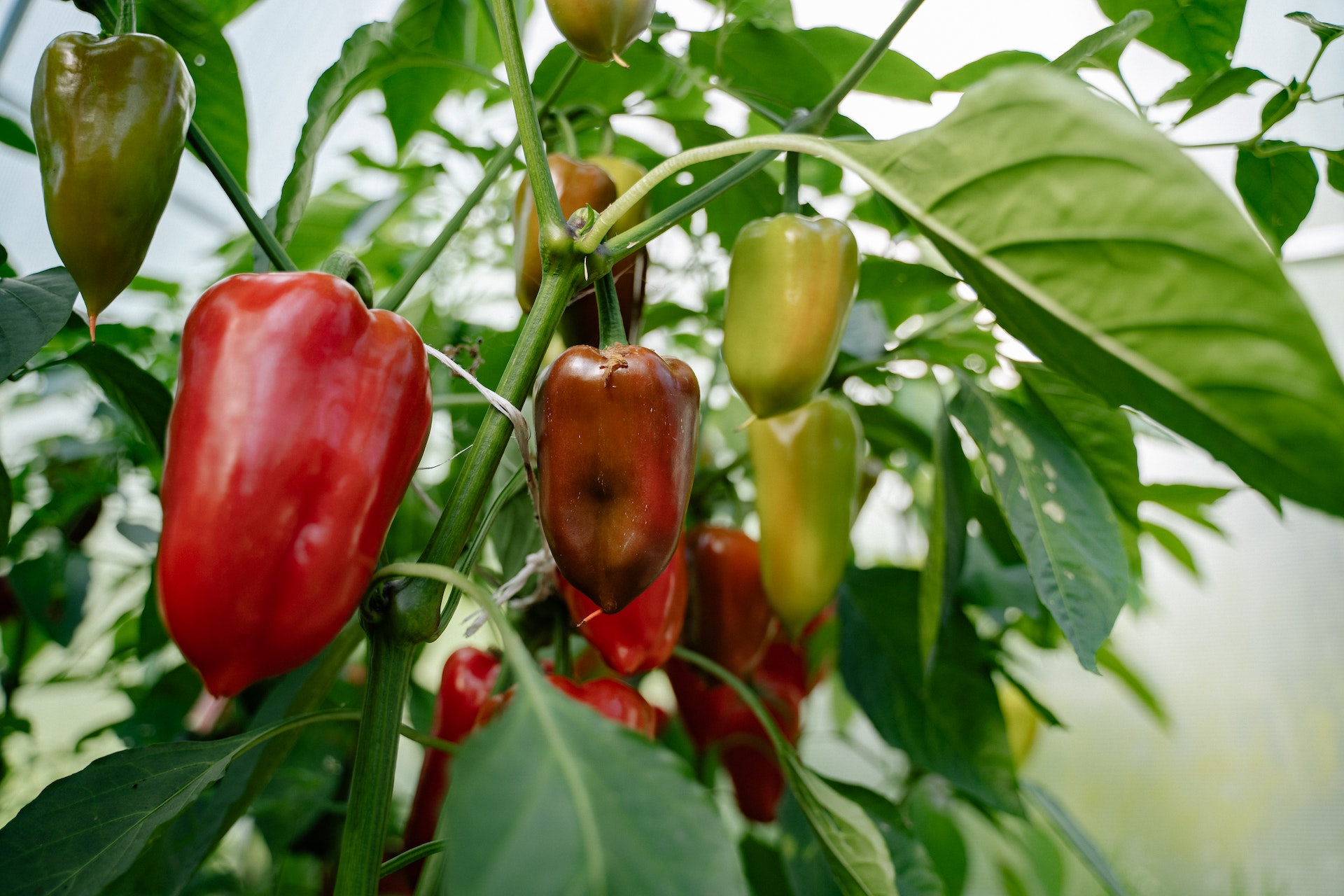 How To Grow Habanero Peppers Indoors • adpapa