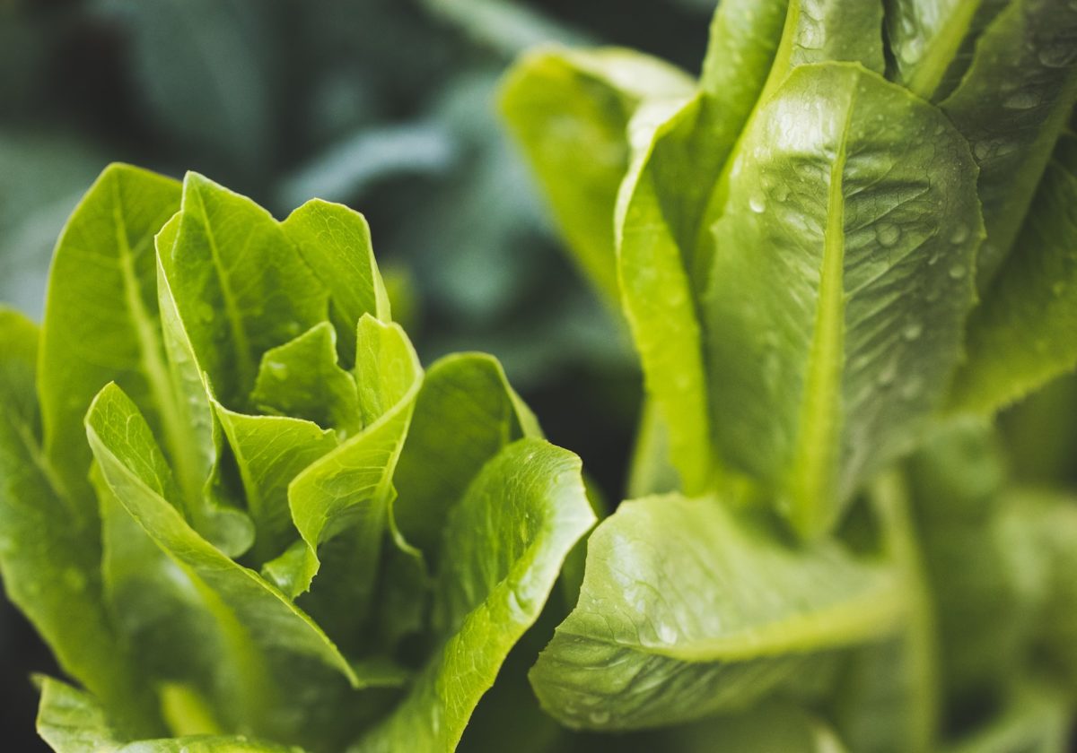 grow-lettuce-indoors.jpg