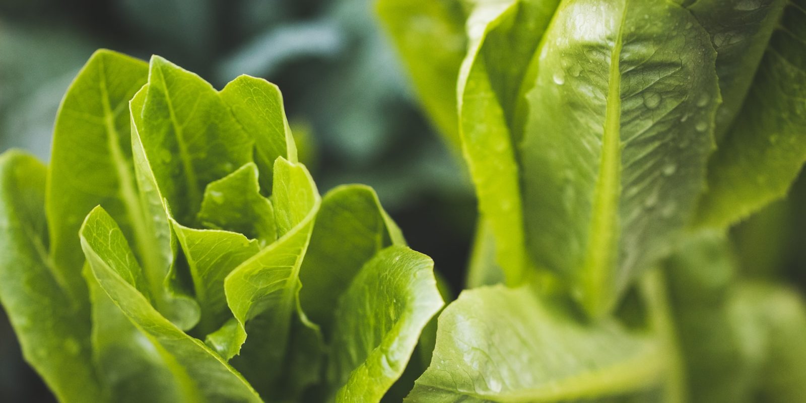 grow-lettuce-indoors.jpg