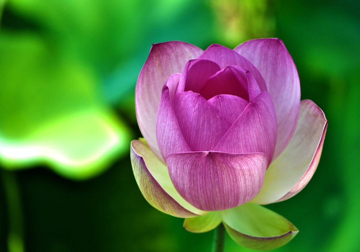 grow-lotus-indoors.jpg