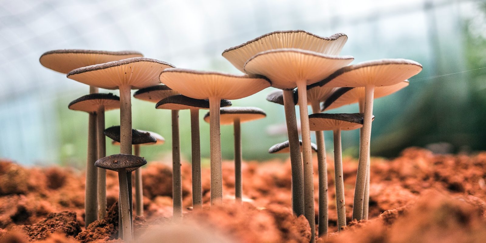 grow-mushroom-indoors.jpg
