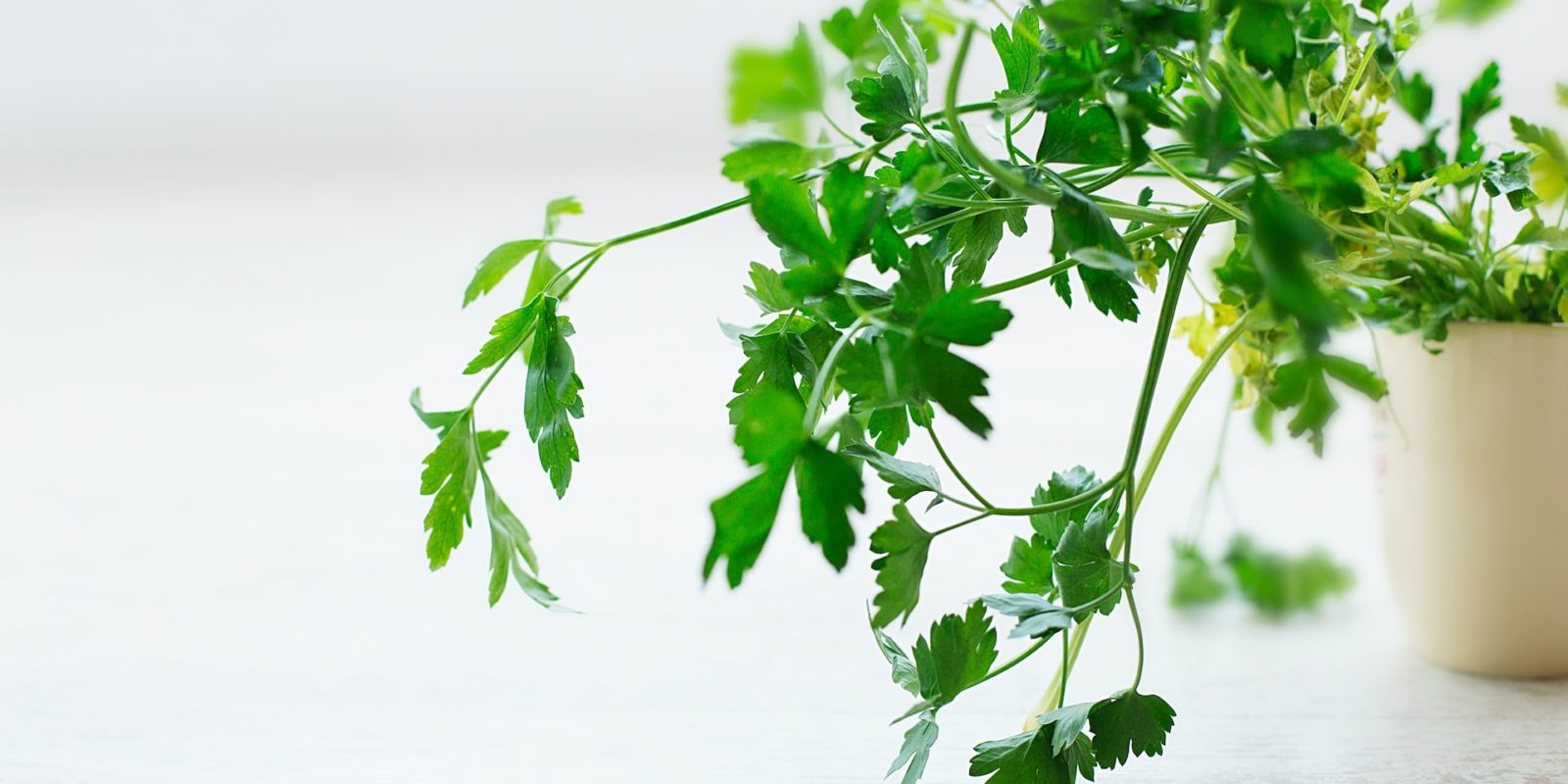 grow-parsley-indoors.jpg