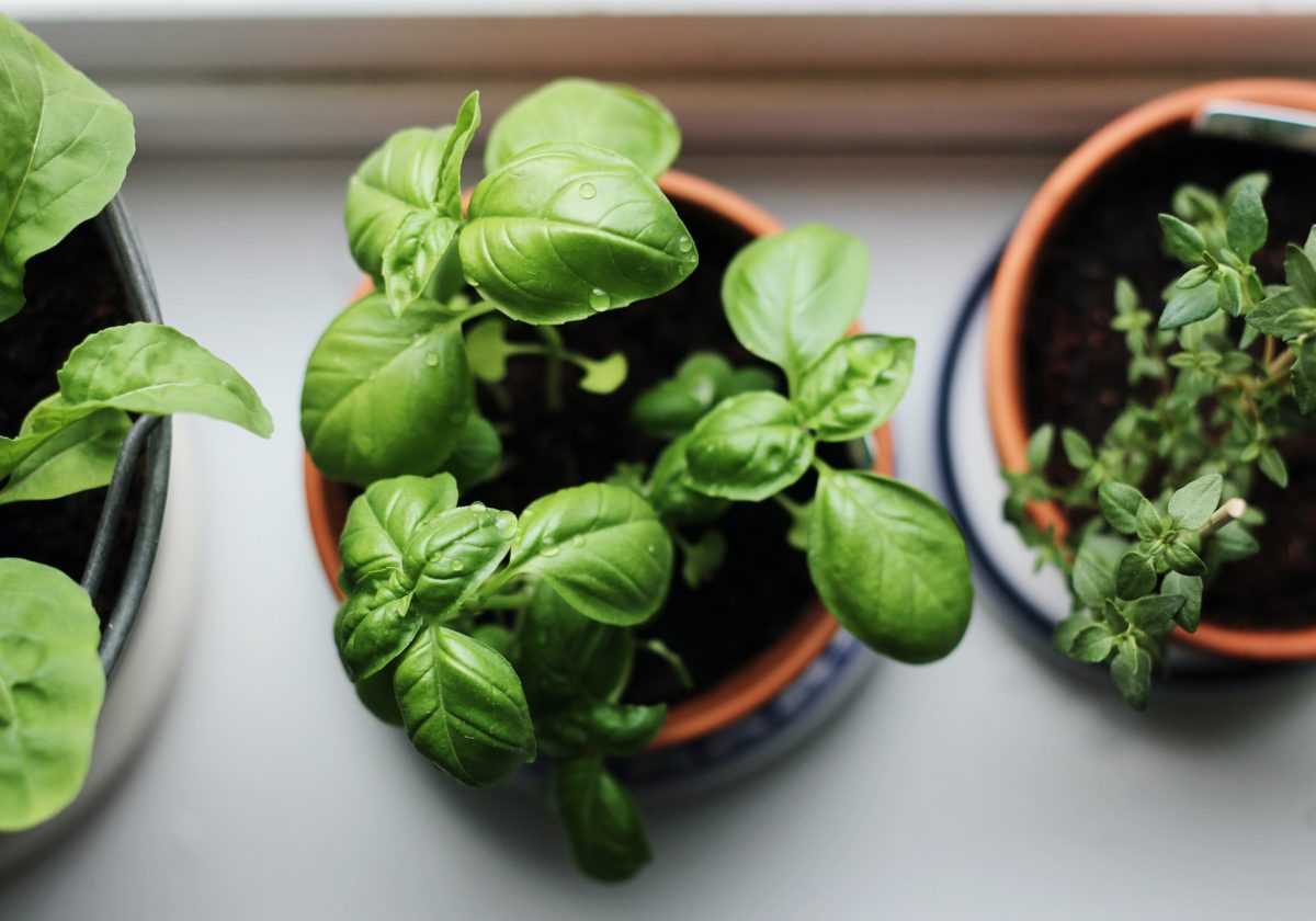 grow-spinach-indoors.jpg