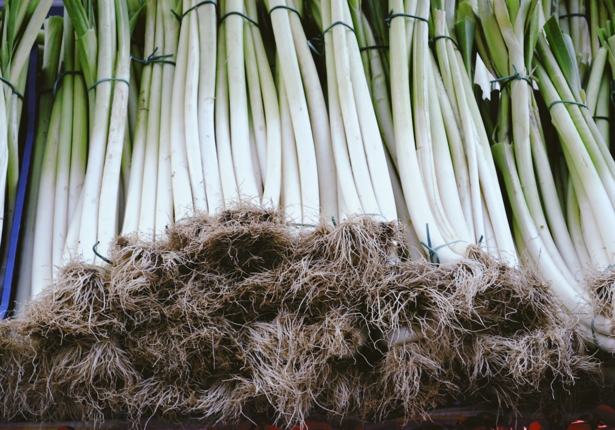 How To Grow Spring Onions Indoors