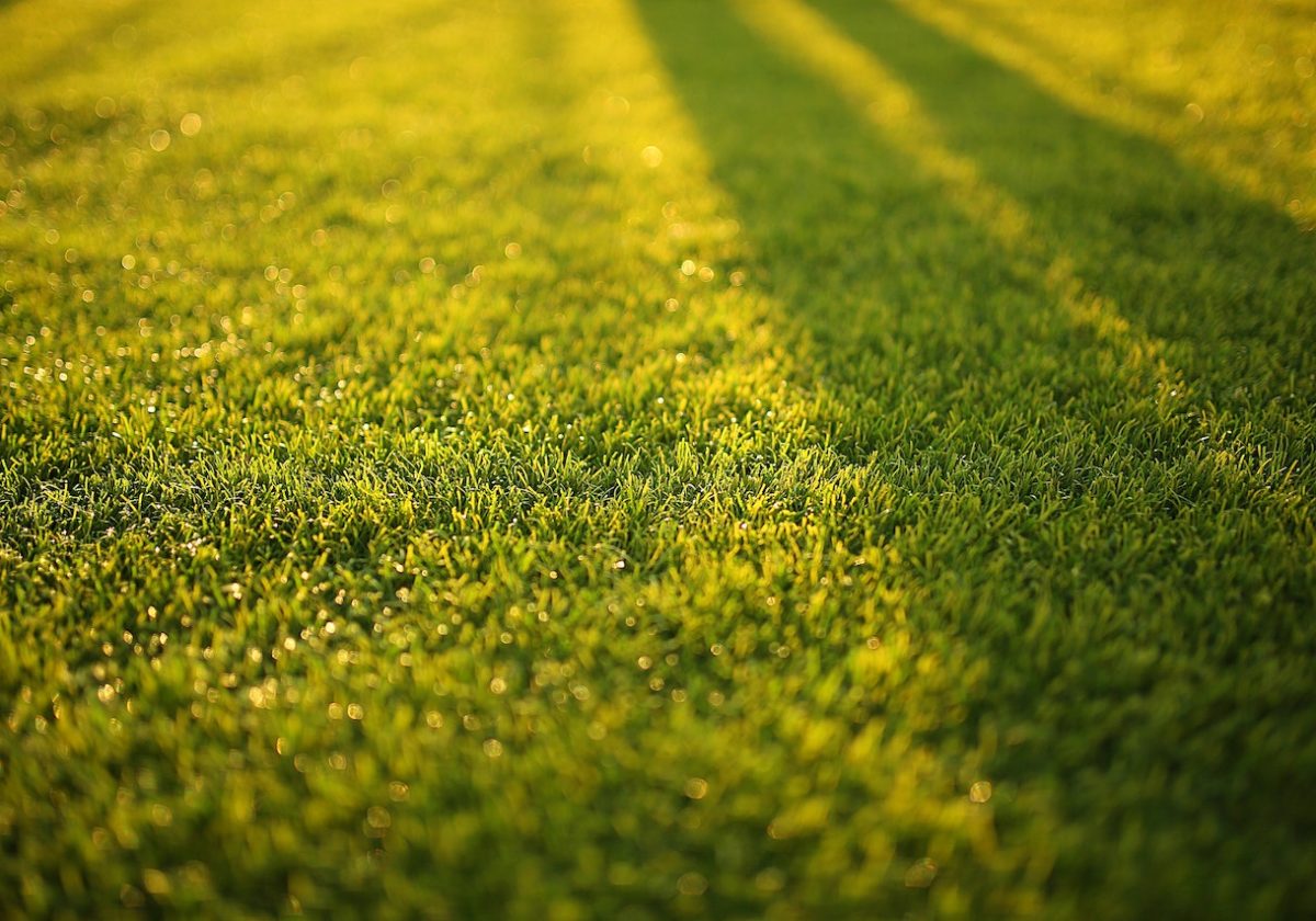 How to Look After New Lawn in Australia