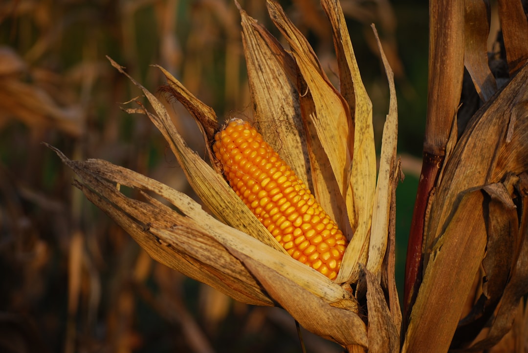 Photo Corn kernels