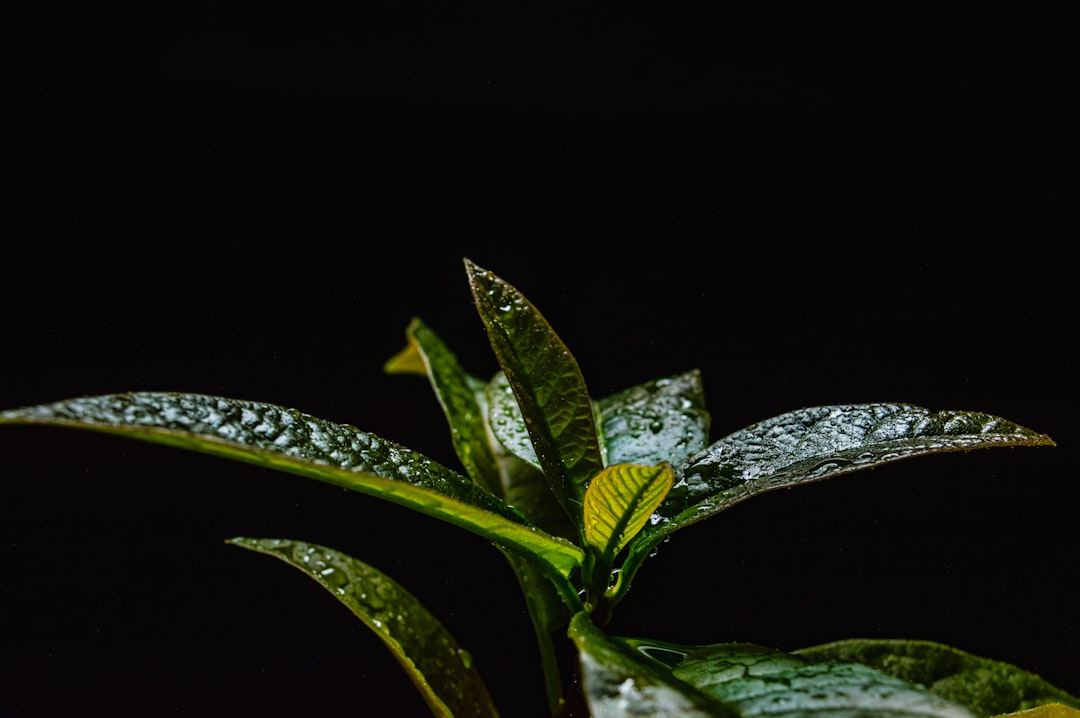 Photo Capsicum seedling