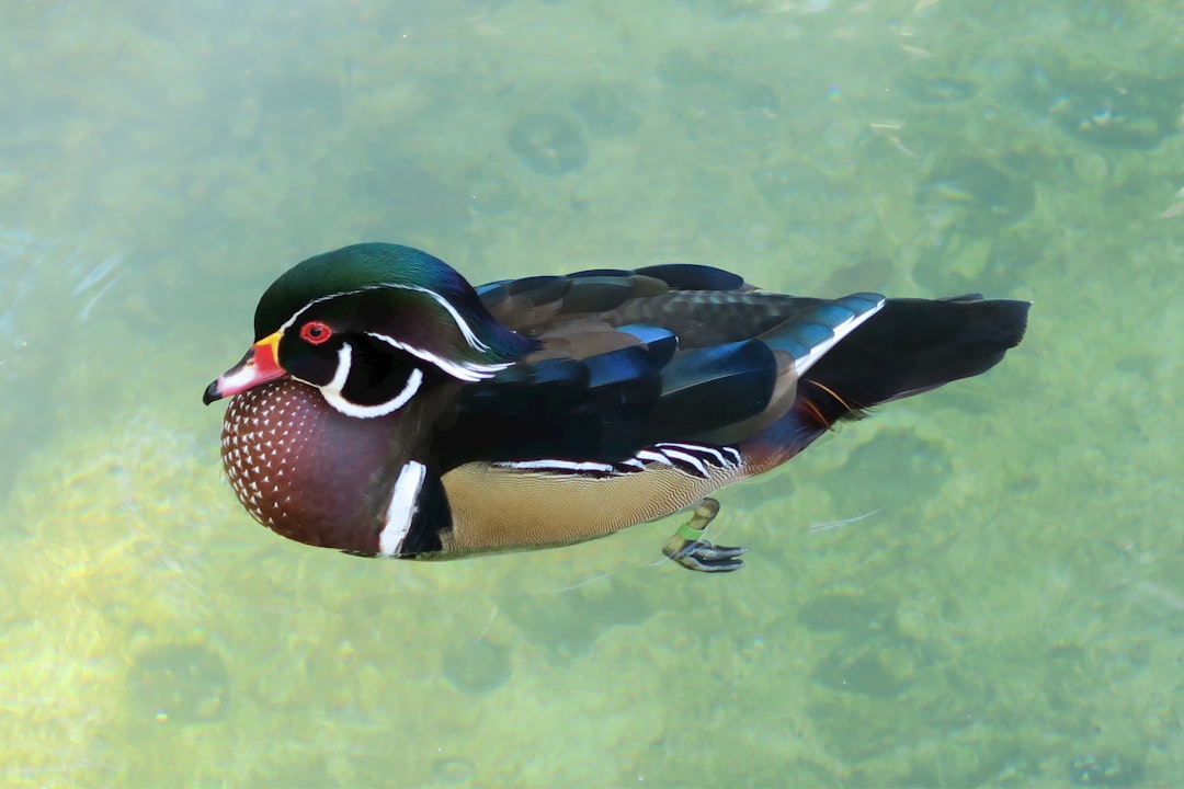 Photo Duck eating zucchini