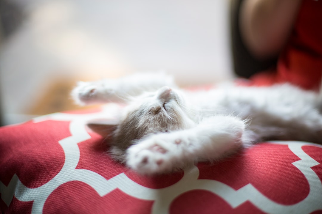 Photo Cat eating chickpeas