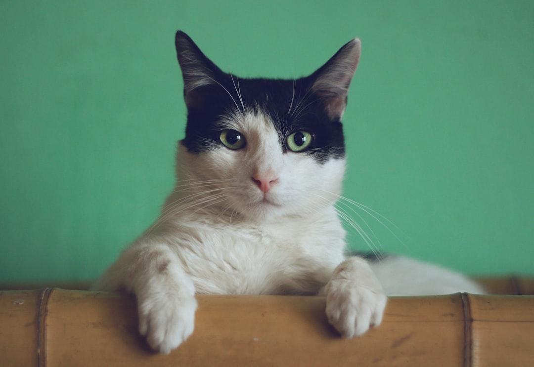 Photo Cat eating almonds