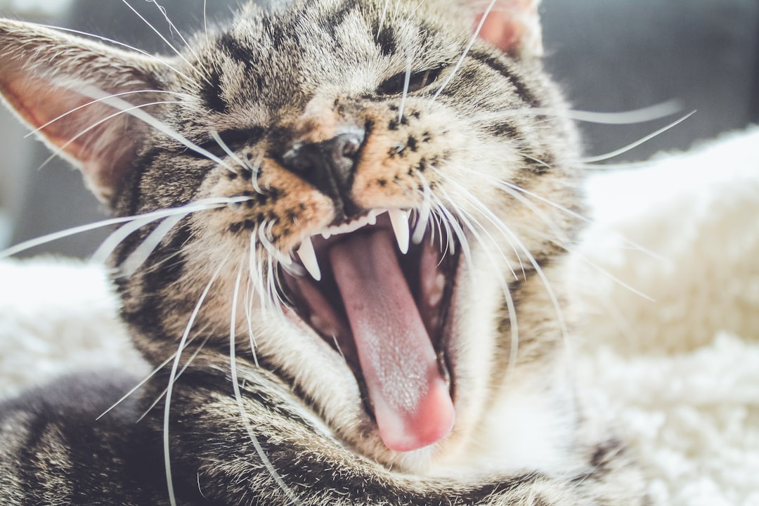 Photo Cat eating beans