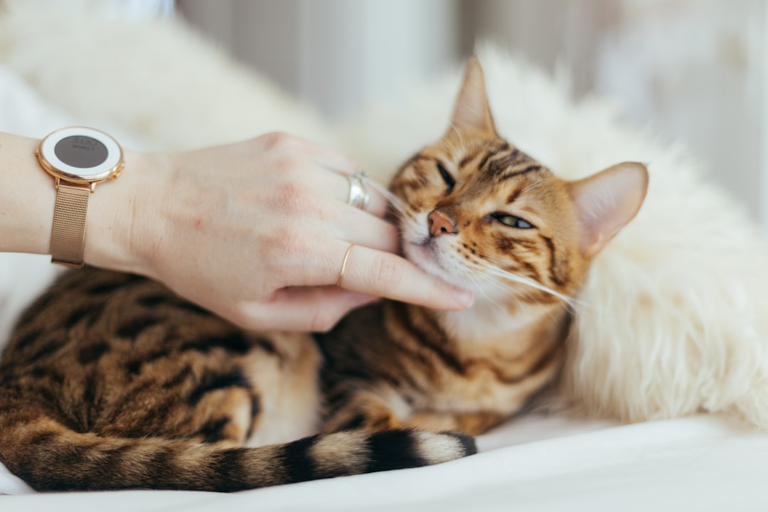 Photo Cat eating pancake