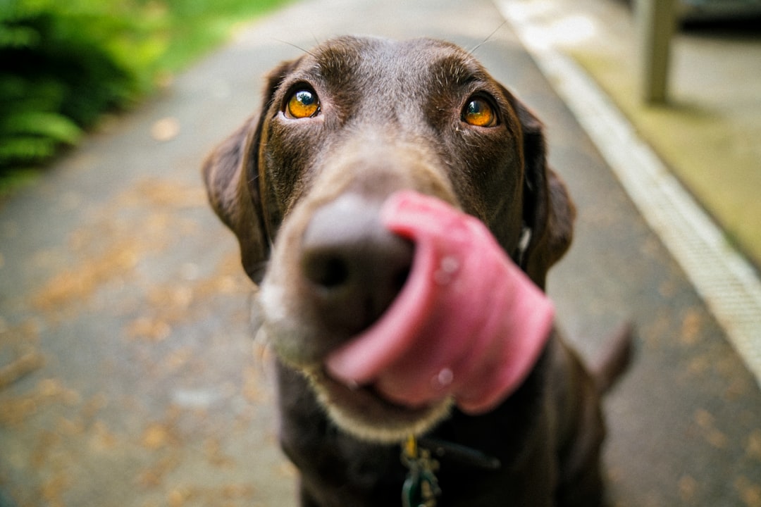 Photo Yes, a dog eating bok choy