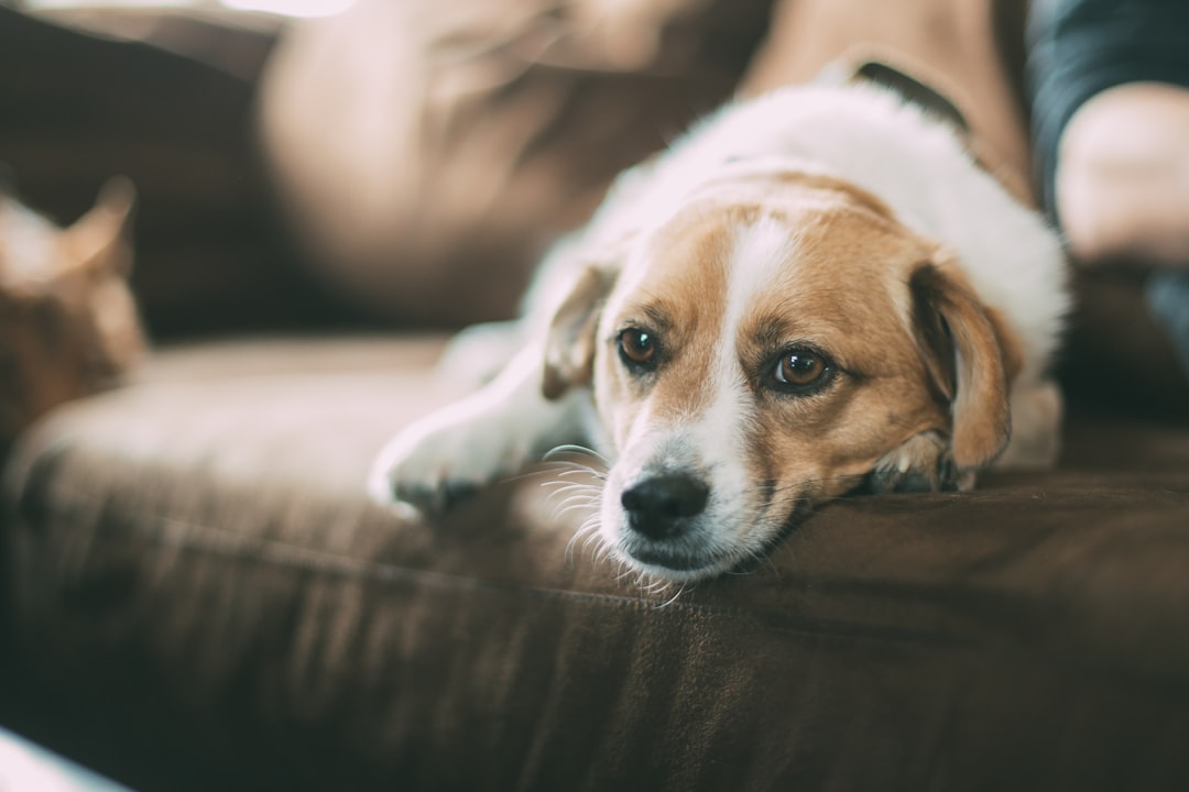 Photo Service dog in training