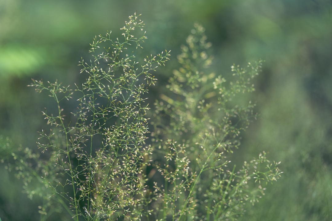 Photo Sage plant