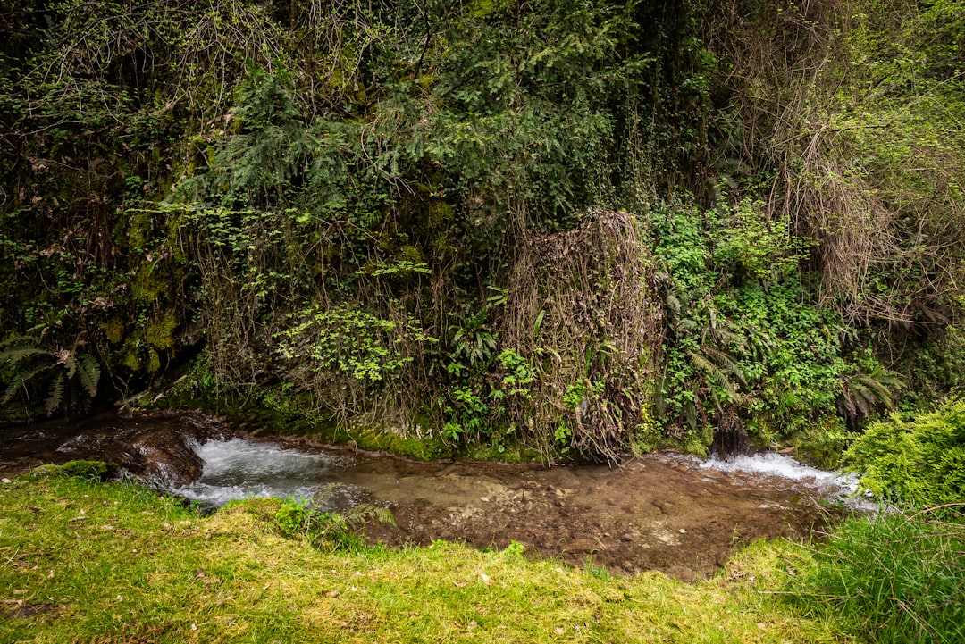 Photo Lush greenery