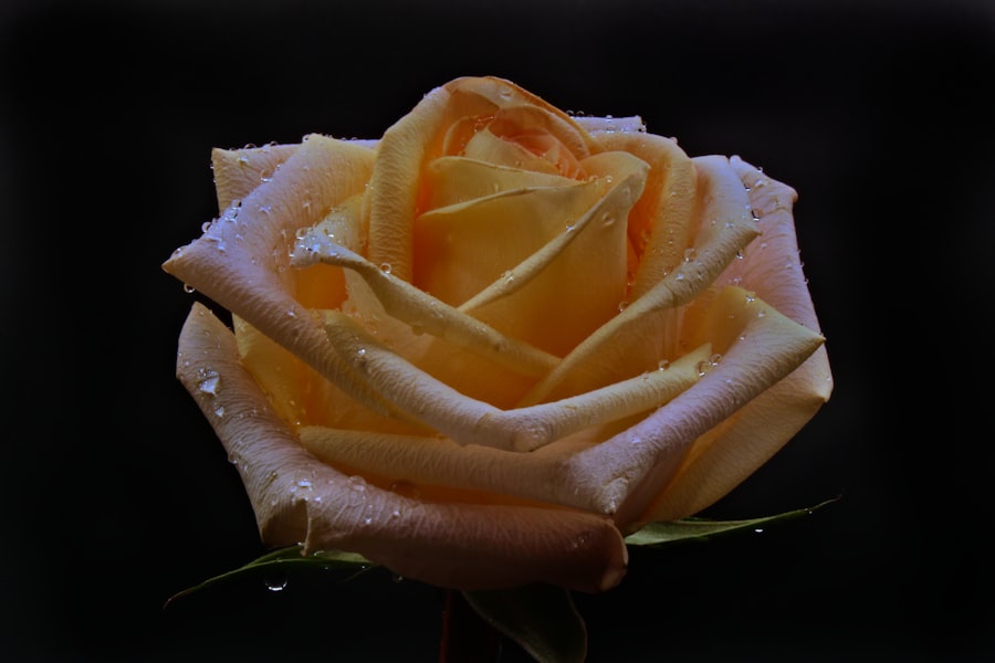 Elegant bloom