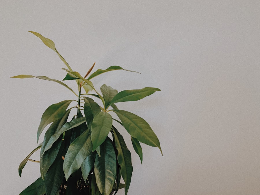 Indoor plant