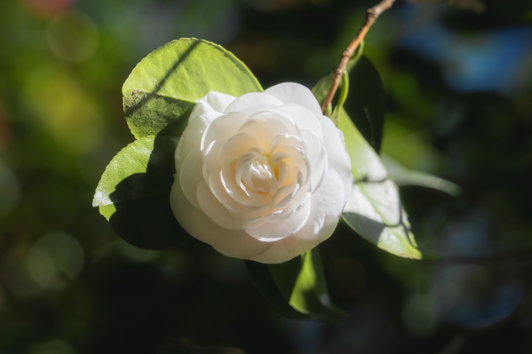 Photo Elegant bloom