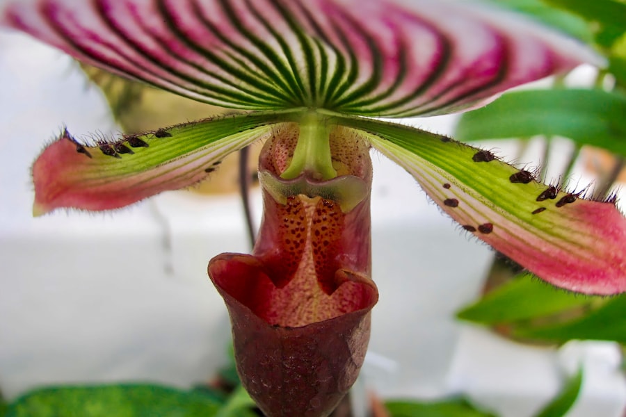 Photo Elegant bloom