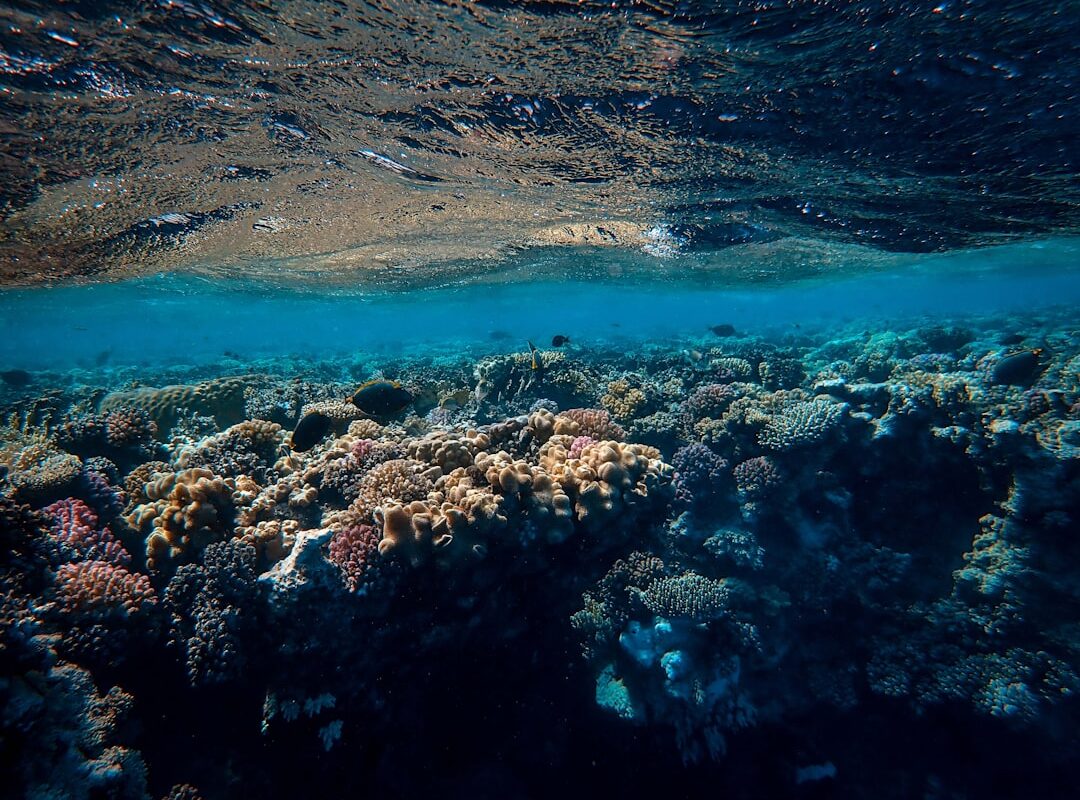 Photo Coral Coast