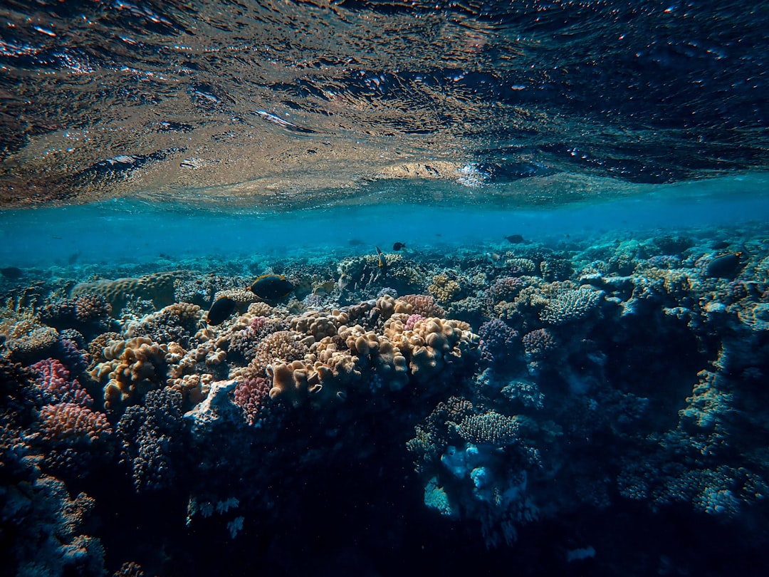 Photo Coral Coast