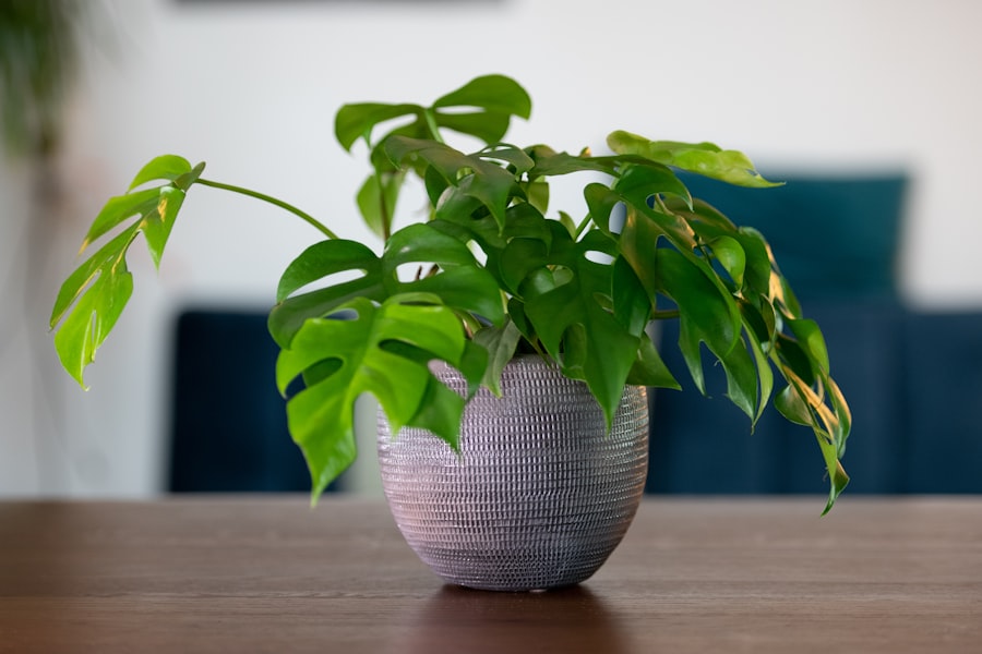 Photo Indoor plant