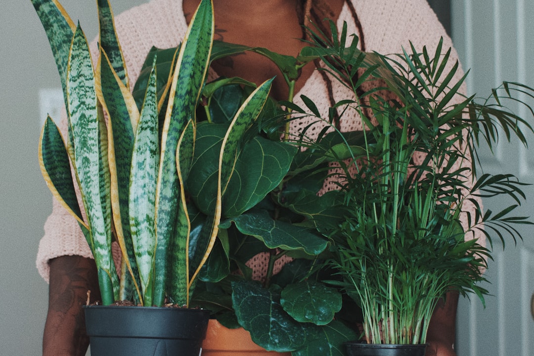 Photo Snake plant