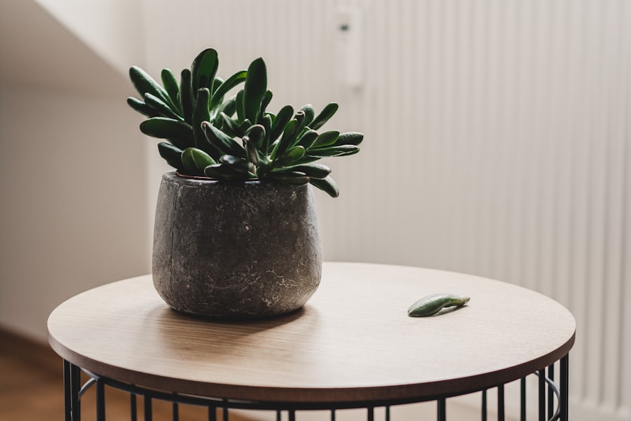 Photo Indoor plant