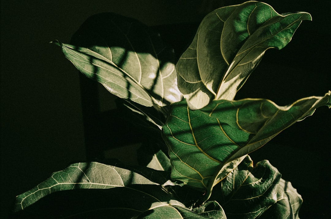 Photo Fiddle Leaf Fig