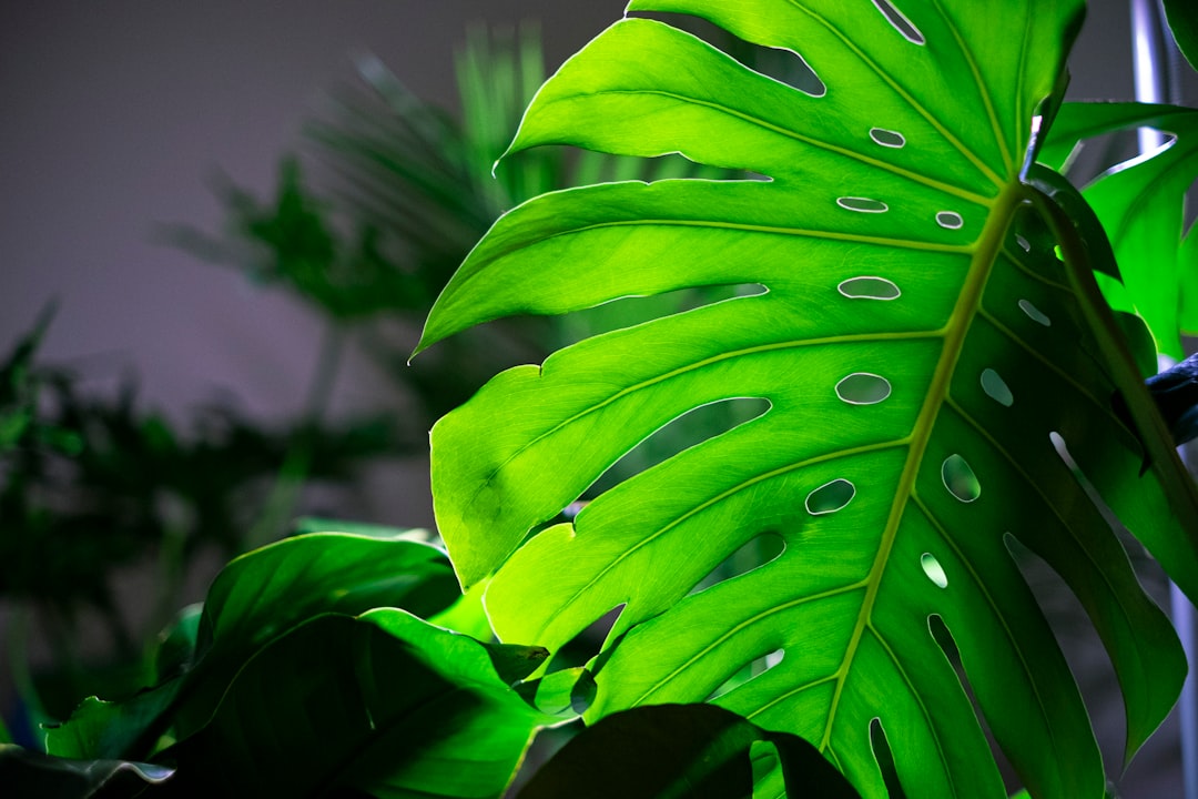 Photo Monstera Deliciosa