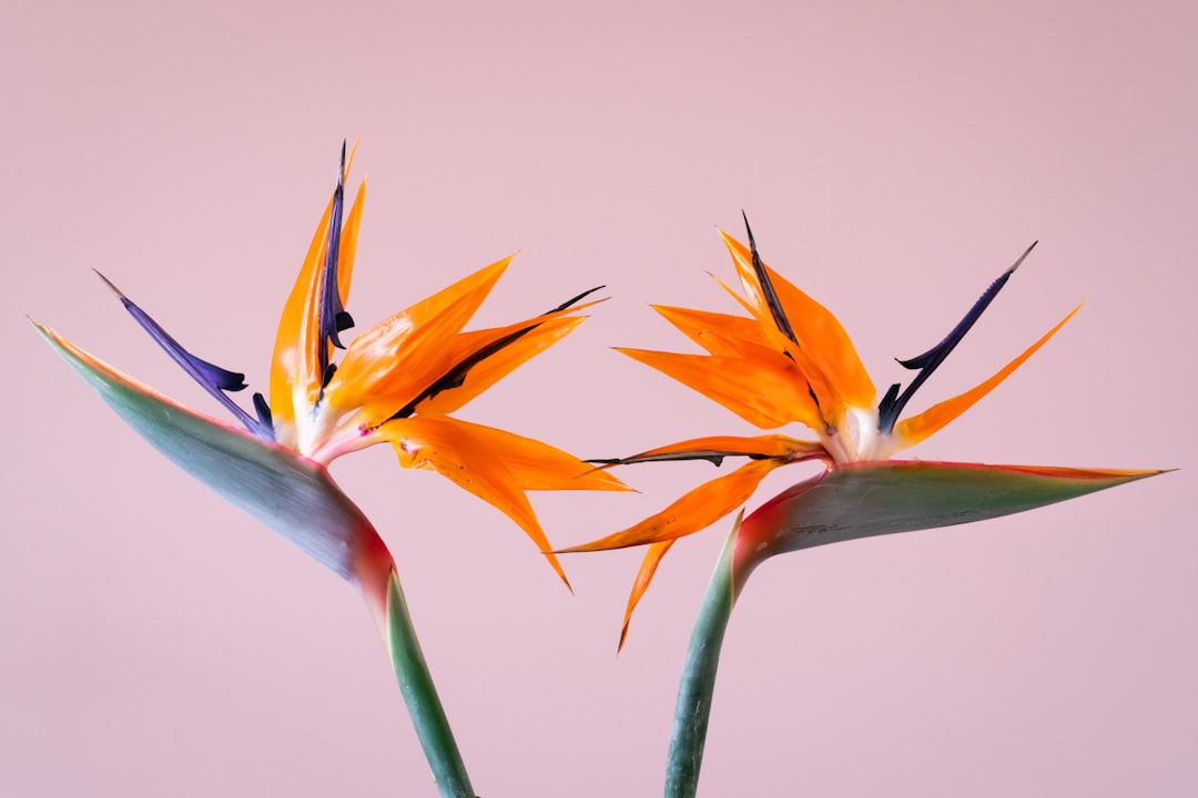 Photo Bird of Paradise