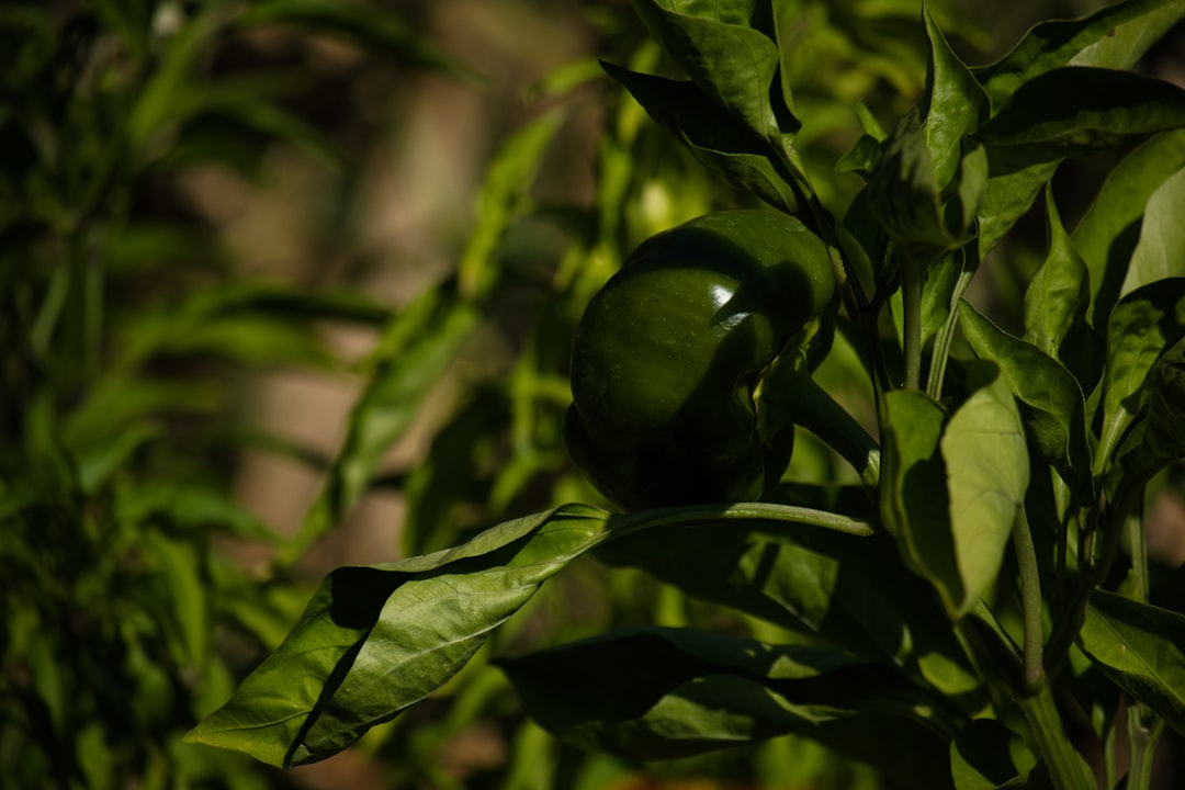 Photo Capsicum