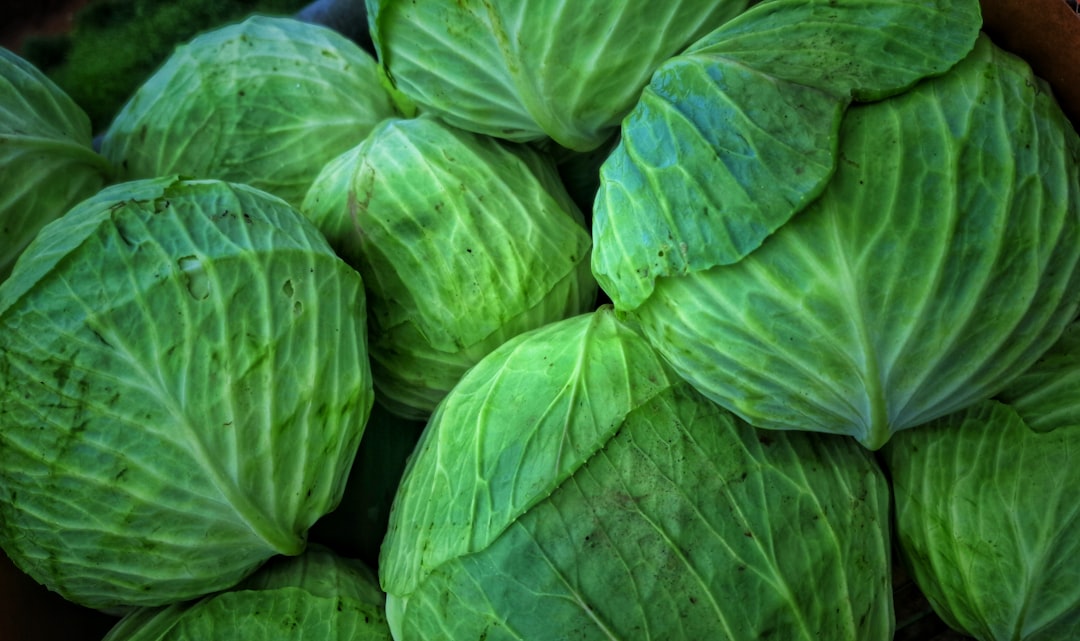 Photo Cabbage