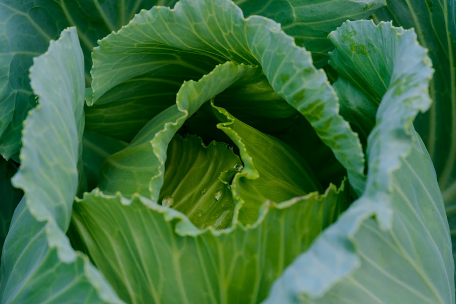 Photo Cabbage