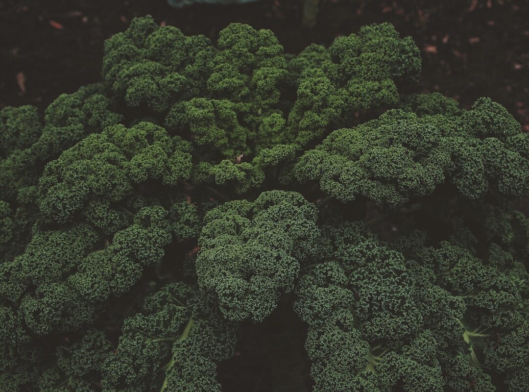Photo Broccoli