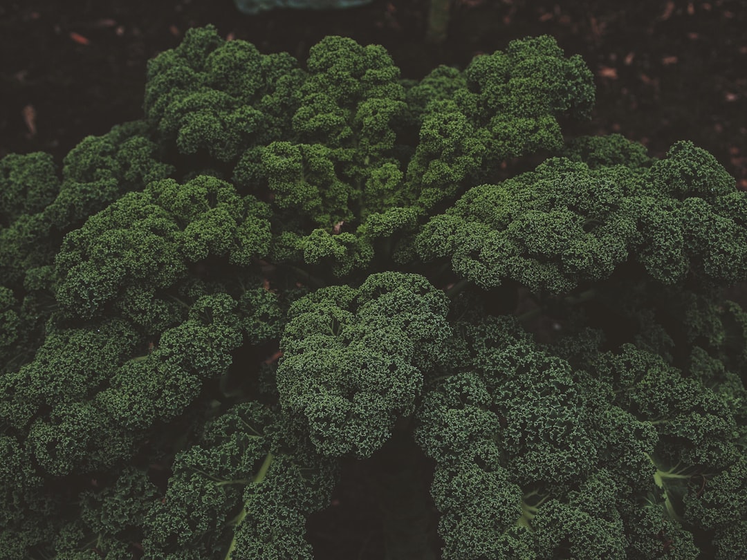 Photo Broccoli