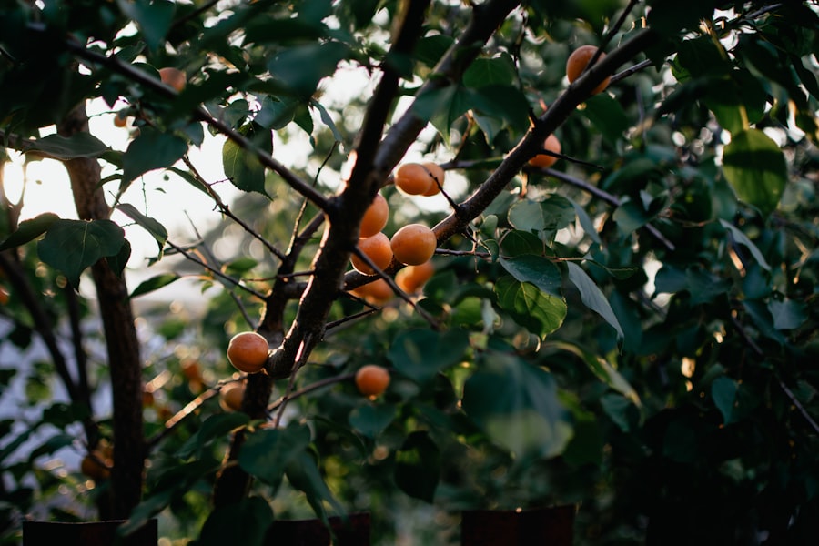 Photo Apricot