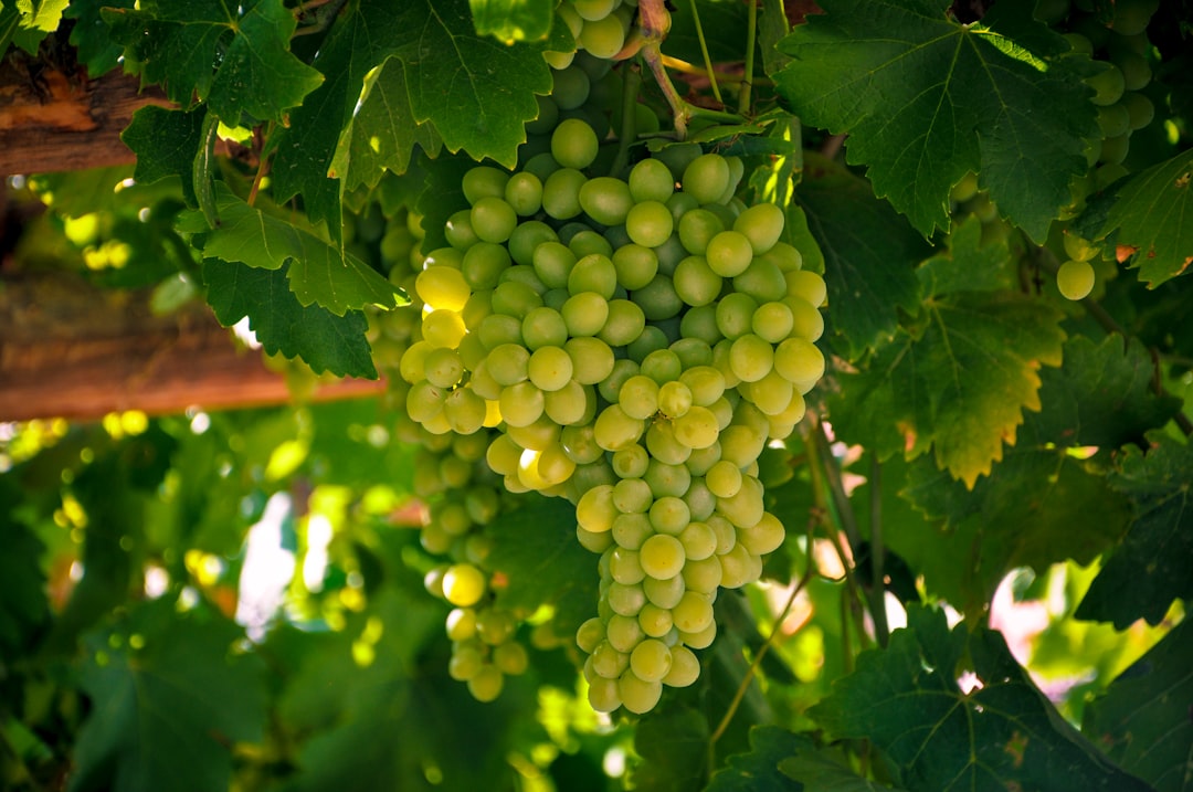 Photo Grapes