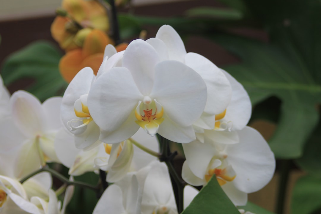 Photo Phalaenopsis Orchid